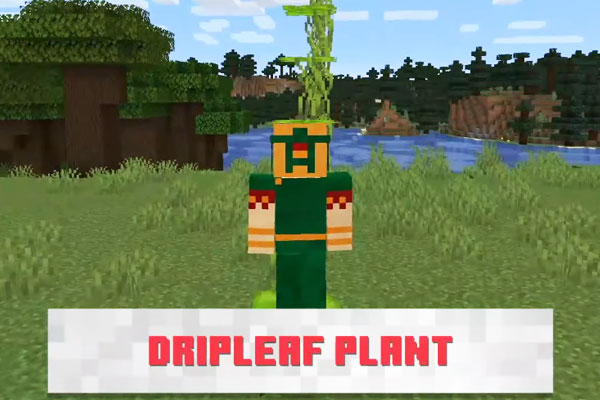 新ブロックDripleafplant